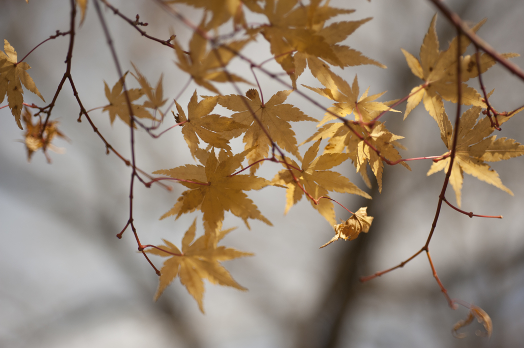 紅葉２６