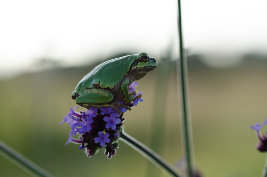 花に乗ったカエル