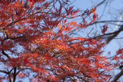 紅葉７