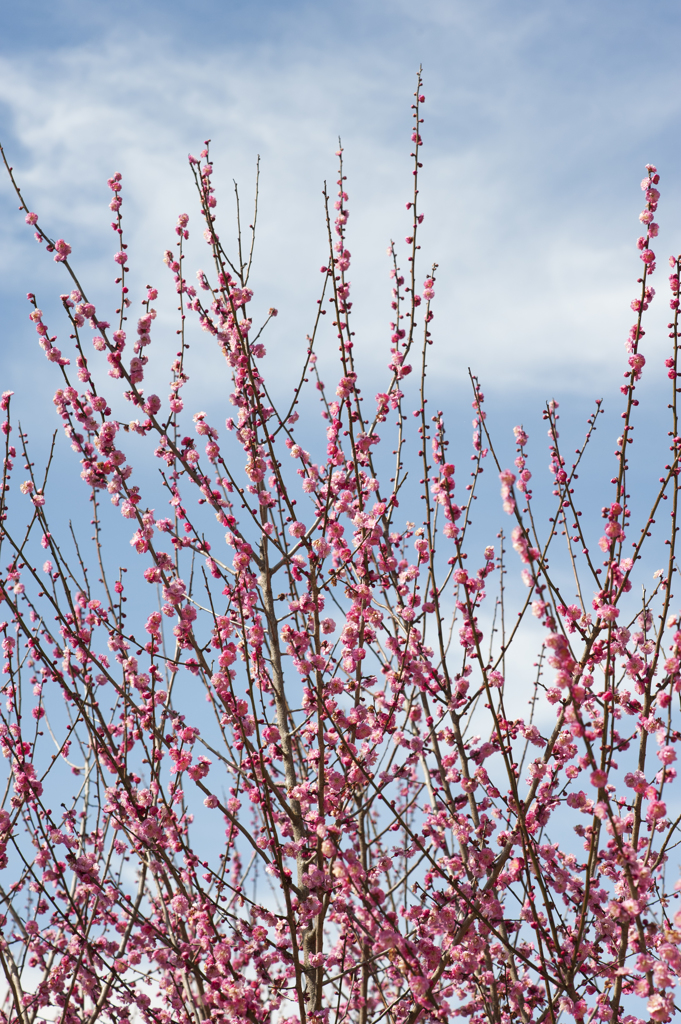 梅と青空９