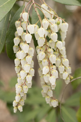 花7