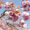八重桜８