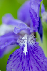 花５
