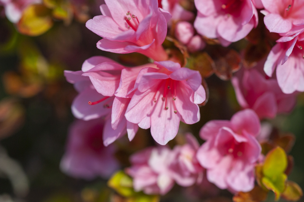 花９