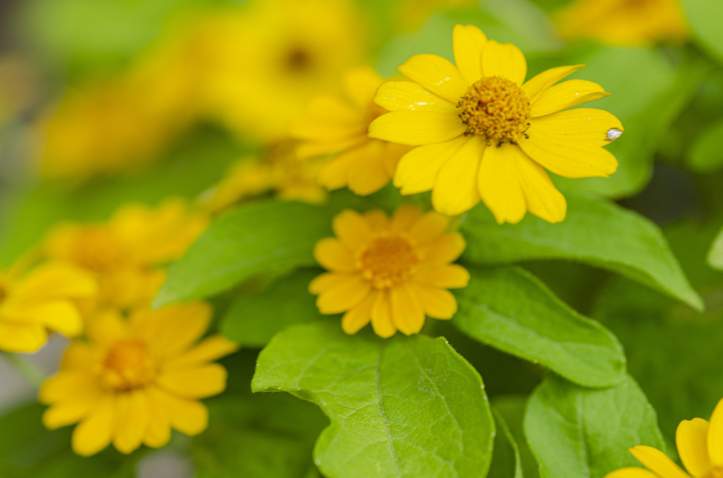 花５