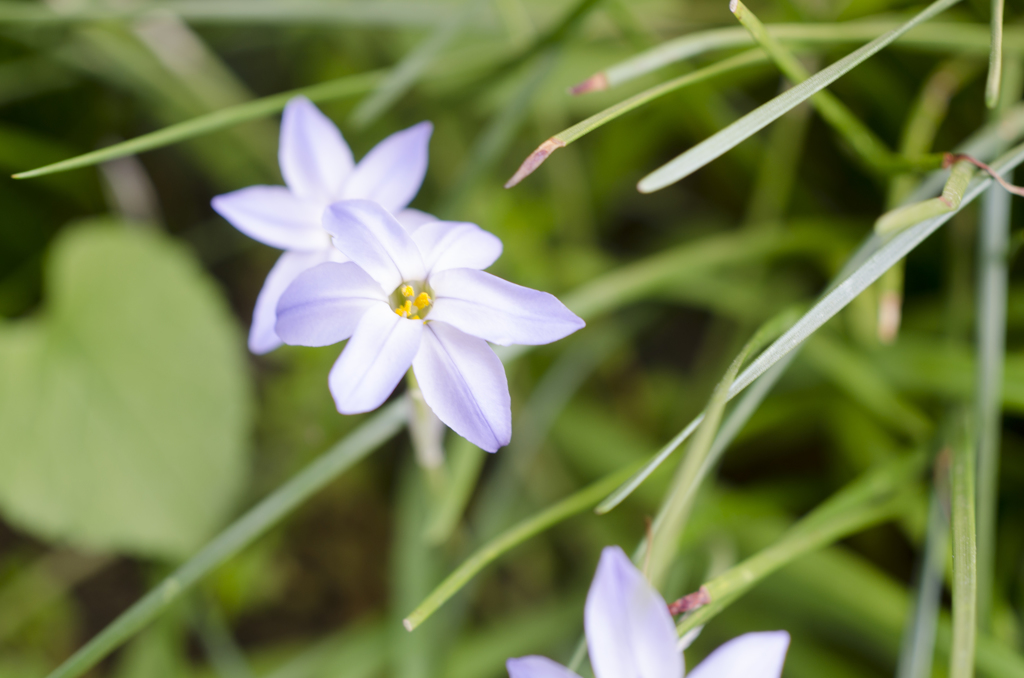 花５