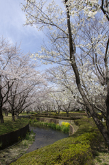 桜１