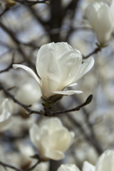 花１