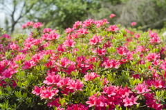 ツツジ１