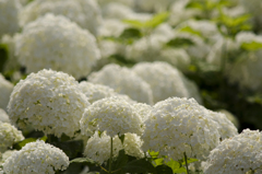 紫陽花６