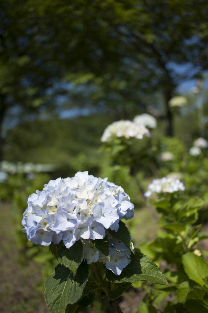紫陽花１