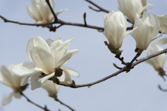 花２