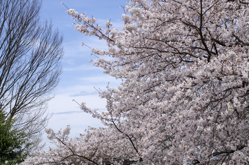桜６
