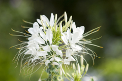 花10