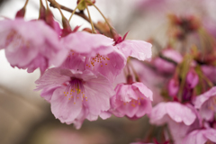 桜２