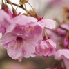 桜２