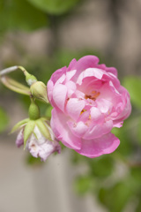 花３２