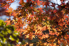 紅葉９