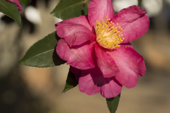 山茶花１３