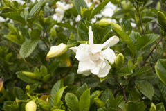 花３
