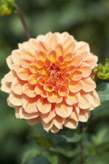 花12