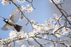 シジュウカラ１