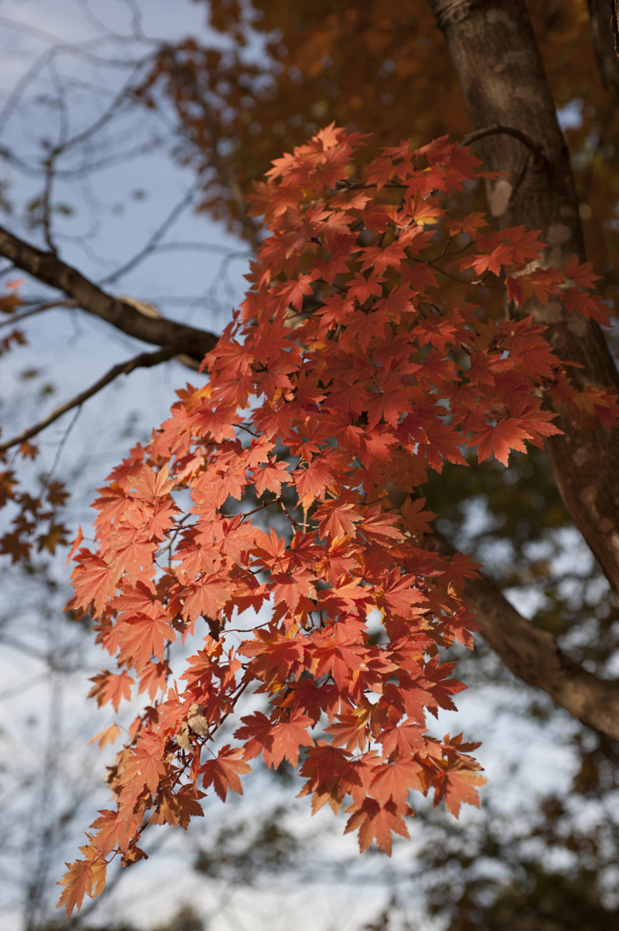 紅葉３３