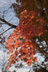 紅葉３３