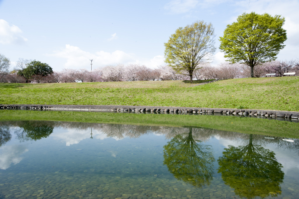 桜７