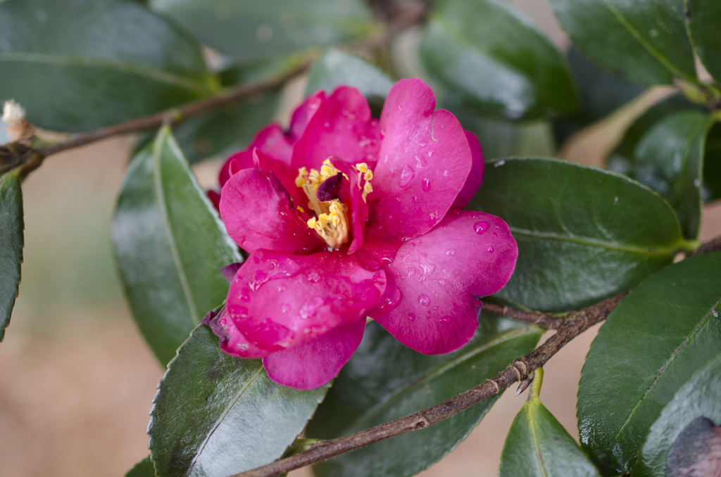 山茶花３