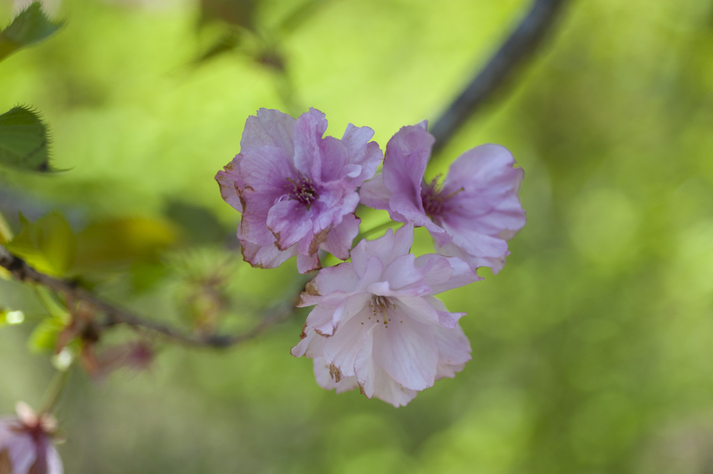 八重桜４