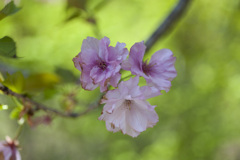八重桜４