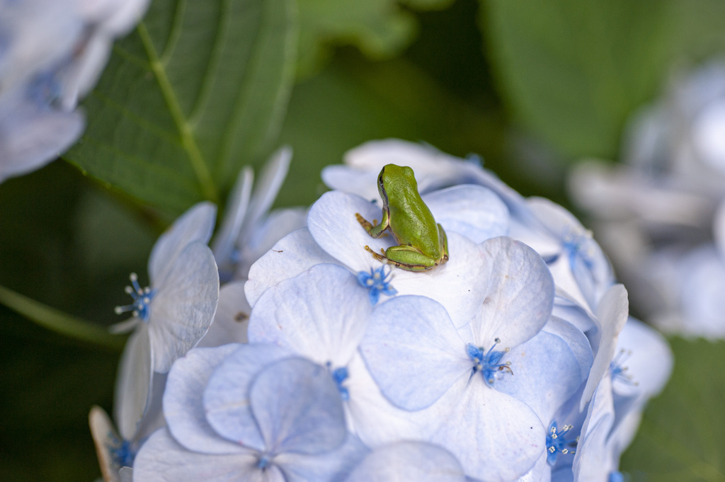アジサイとカエル２５