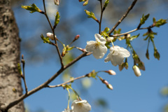 桜４
