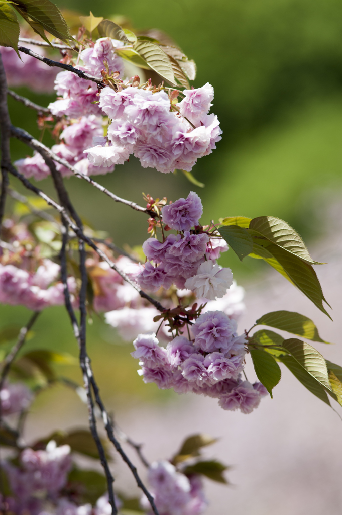 八重桜７