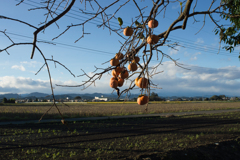 柿と田んぼ