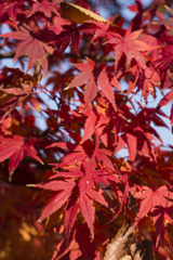 紅葉９