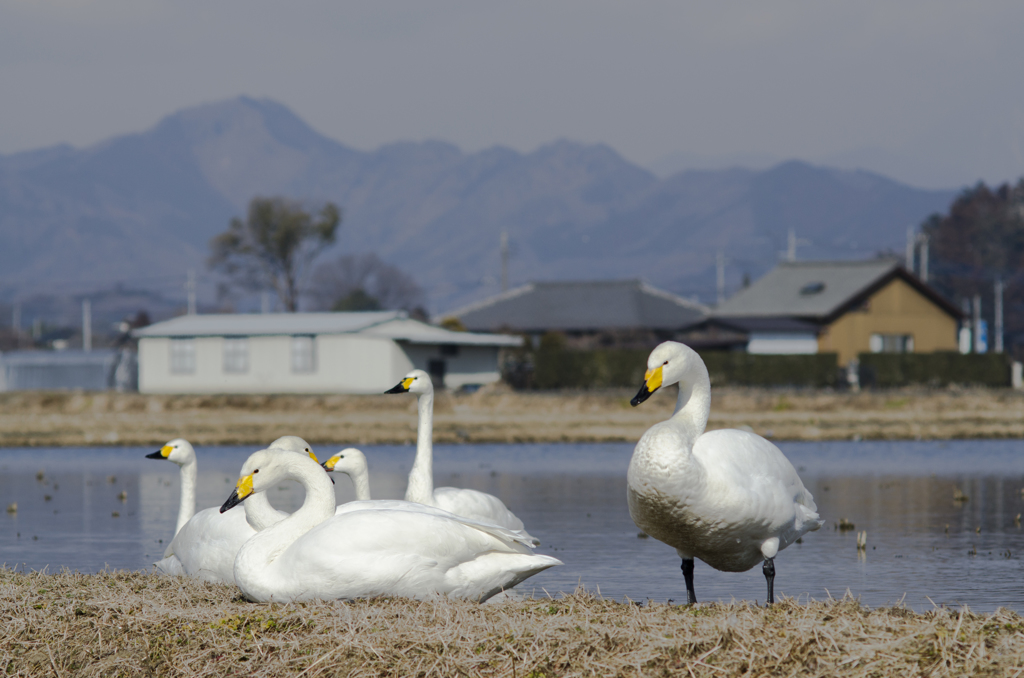 白鳥５