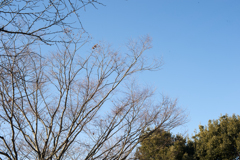 青空１