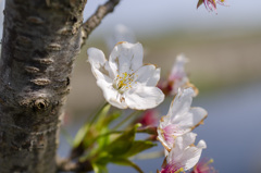 花３