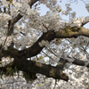 桜５