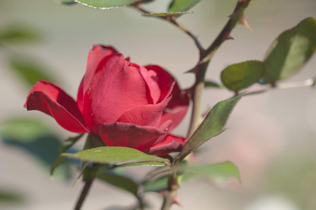 花７