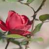 花７
