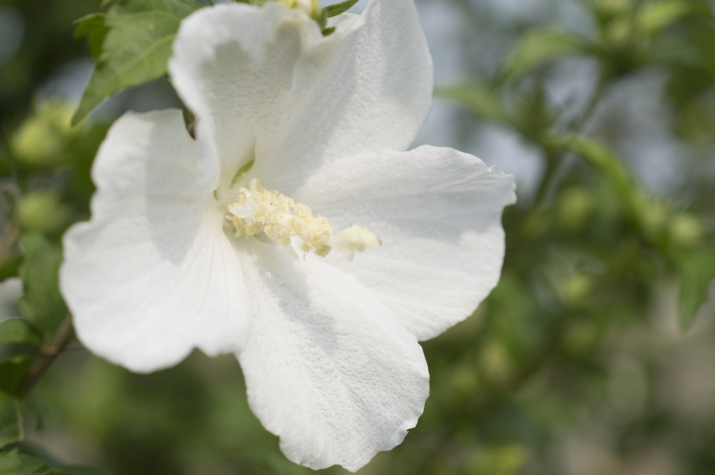 花９