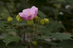 花２