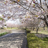 桜１
