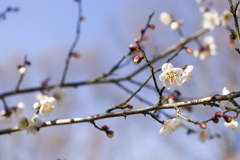 梅５