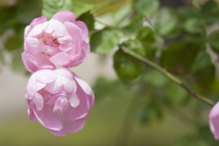 花３１