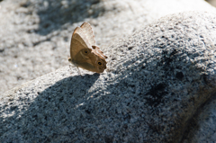 石の上の蝶