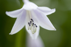 花７